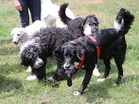 Puppys van Bliss040622-0009